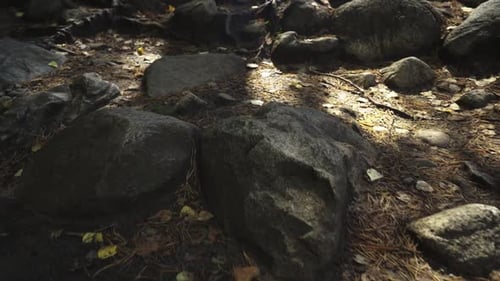 camera movement along a forest path