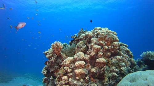Underwater Tropical Sea Clownfish