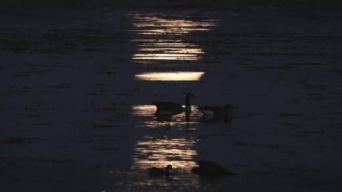 Night Wildlife