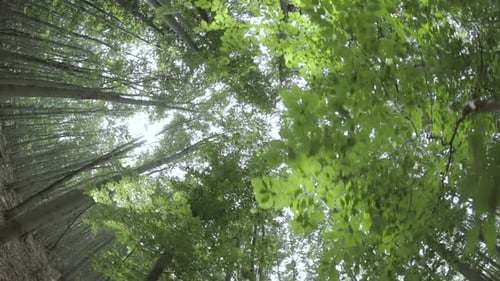 Treetops