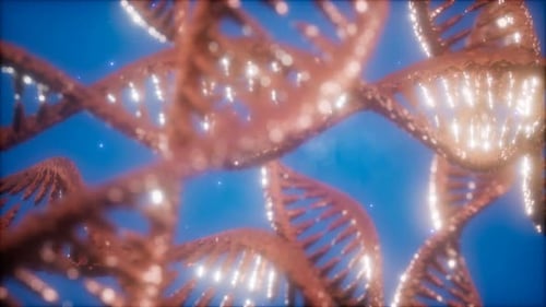 Structure of the DNA Double Helix Animation