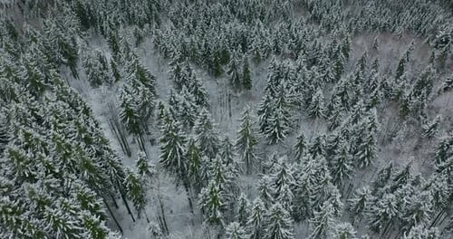 Drone View From Above on Spruce and Pine Dense Forest in Winter. Beautiful Winter Landscape in