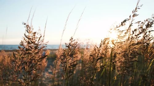 Grass Shakes in the Wind By the Sea at Sunset Close-up. Beautiful Seascape Panorama in Summer