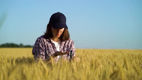 Female agronomist working in wheat field in summer