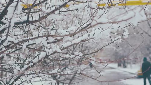 Trees with Thin Branches and Snow Layers Against Park