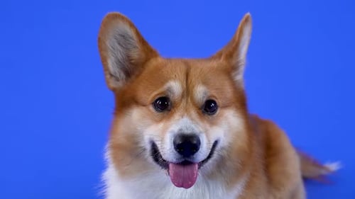 Cute Corgi Dog Close Up Portrait