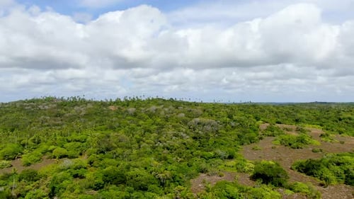 Luftaufnahme des tropischen Waldes, Dschungel in Praia Do Forte, Brasilien.
