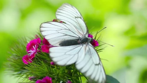 White Butterflies on Pink Flowers in Natural Setting