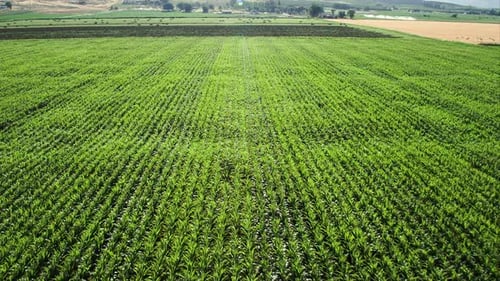 Aerial View of Lush Green Crop Field