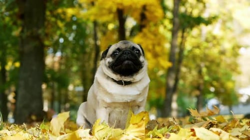 Cute and Funny Pug Sitting in Sunny Autumn Forest, Yellow Leaves Falling on Dog Head in Slow Motion