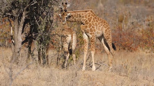Giraffe ernährt sich von einem Baum - Kruger National Park