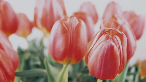 Close Up Slow Motion Pink and Red Tulips