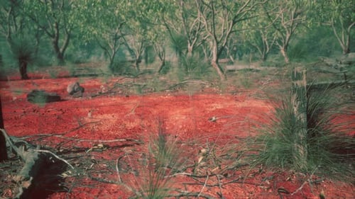 Animated Camera Move Through Rural Red Dirt Fence Line