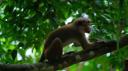 Brown Monkey Perched in Lush Jungle Setting