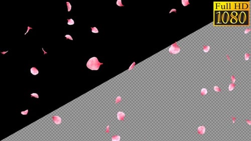 Falling Pink Petals On Alpha Channel Loops V1