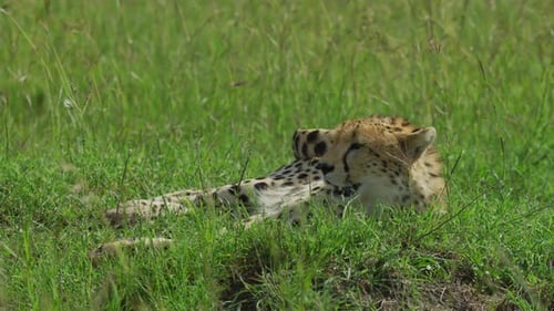 Cheetah liegend