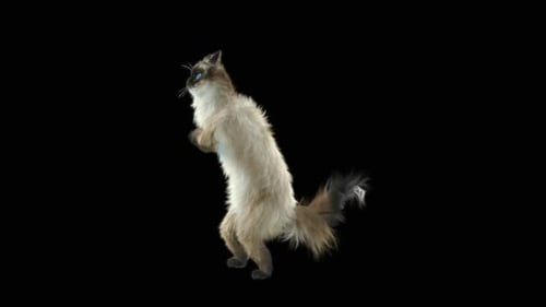 Katze tanzt HD