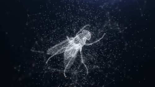 Looped 3 D Plexus Fly In 4K