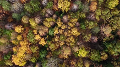 Floresta decídua no final do outono
