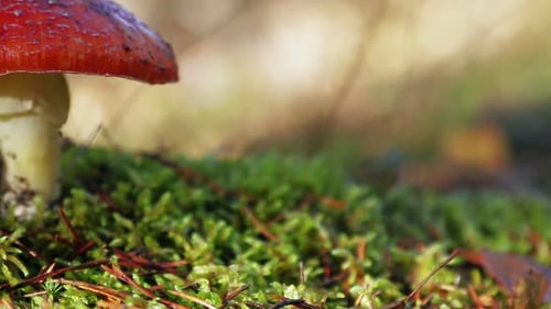 Red Mushroom Growing on Moss in Forest