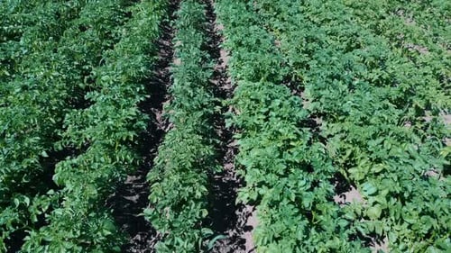 Potato Field Aerial View. Rows of Potatoes in a Field Aerial Dron Shoot