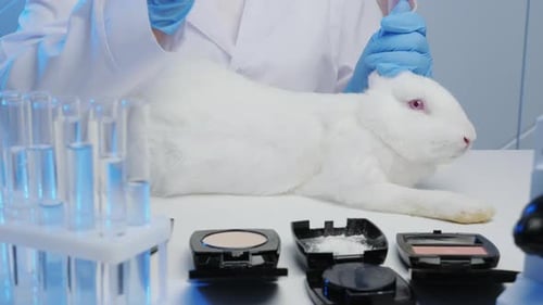 Rabbit Lies Still for Testing in Laboratory