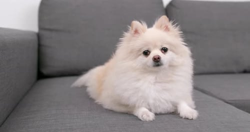 Fluffy Pomeranian Dog Relaxing on Gray Couch