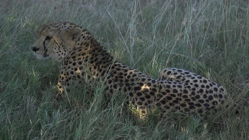Gepard auf dem Gras