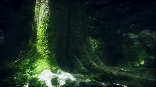 Forest Landscape with Old Massive Trees and Mossy Stones
