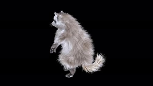 Realistic 3D Raccoon Standing Animation Loop