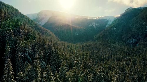 Flying Over Snowy Pine Trees Forest