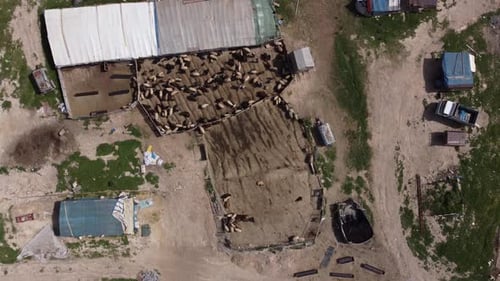 Sheep Farm