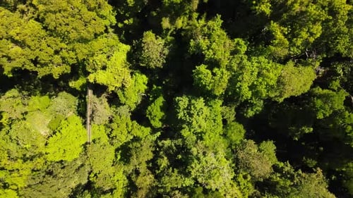 Aerial view of hanging bridge in the middle of a tropical forest, Osa Peninsula Costa Rica