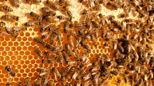 Abeilles domestiques