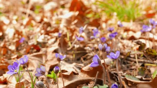 First Spring Flowers