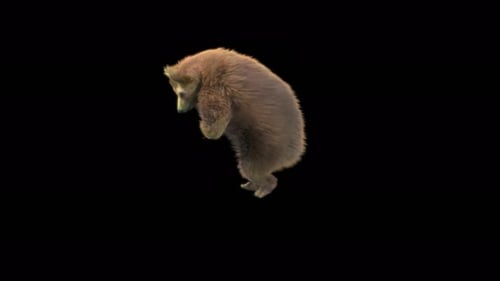 Cute Baby Bear Cub Dancing and Playing 3D Animation