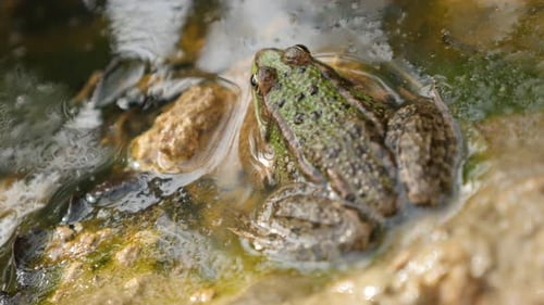 Near pond Rana Bergeri frog lurking for pray 4K 2160p UltraHD footage - Rana ridibunda relaxing nea