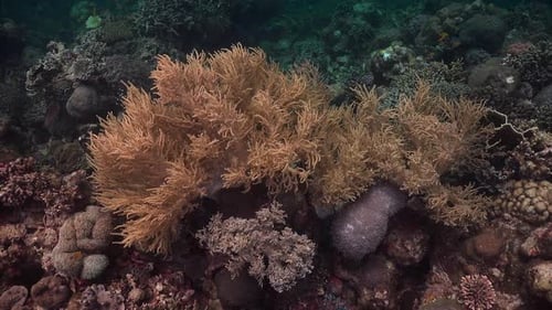 close up of soft coral on tropical coral reef