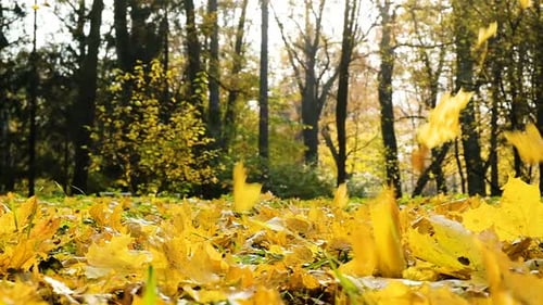 Herbstblätter im goldenen Herbst, Ahorngelbe Blätter fliegen im Wind und fallen auf einem sonnigen