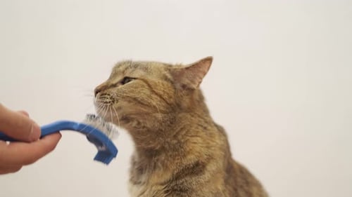 Content Tabby Cat Being Brushed Indoors