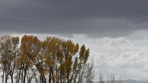 Timelapse of storm clouds moving through the sky behind trees