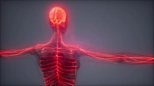 3D Human Nervous System with Glowing Brain and Nerves