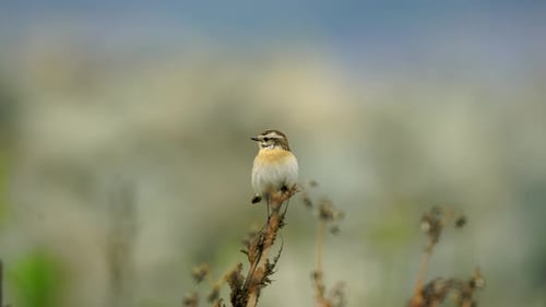 Braunkehlchen