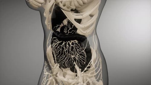 Human Digestive System Parts and Functions