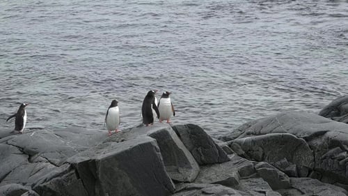 Penguins Standing on Rocks by Ocean