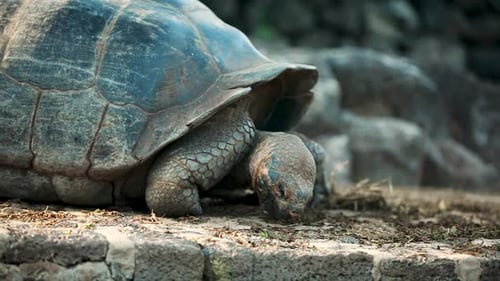 Galapagos Tortoise Eating Galapagos Tortoise Eating