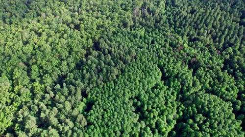Aerial View of Forest Natural Green Background