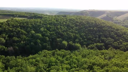 Dense Forest on the Hill, Aerial View. The Sun Rays on the Treetops at Sunset