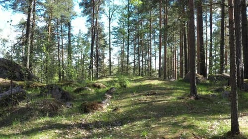 Immergrüner Wald an einem sonnigen Sommertag