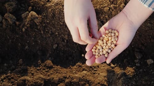 Side View of A Farmer Plants Grain in His Field. Work in the Garden
